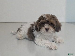 Shihpoo dogs Asher - Ad 21