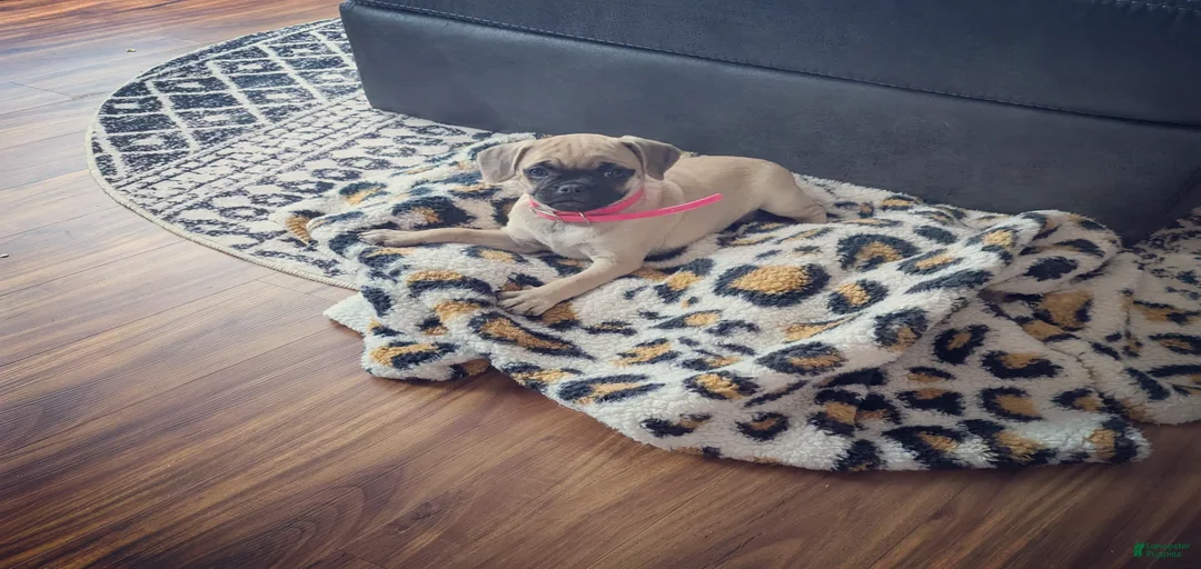 Gallery Image {{count}}