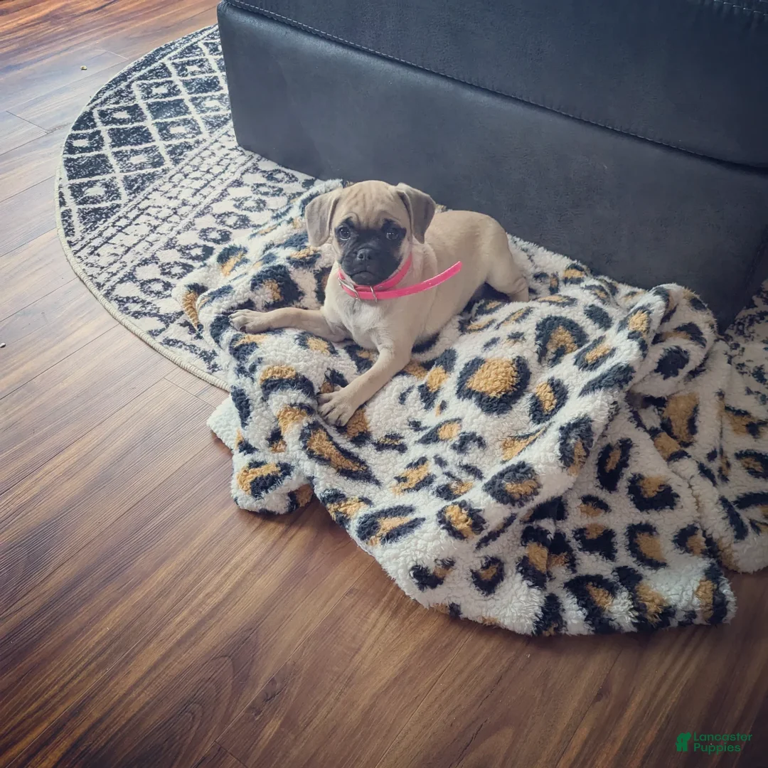 Gallery Image {{count}}