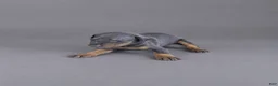 Doberman Pinscher dogs for sale: Yara - Ad 2