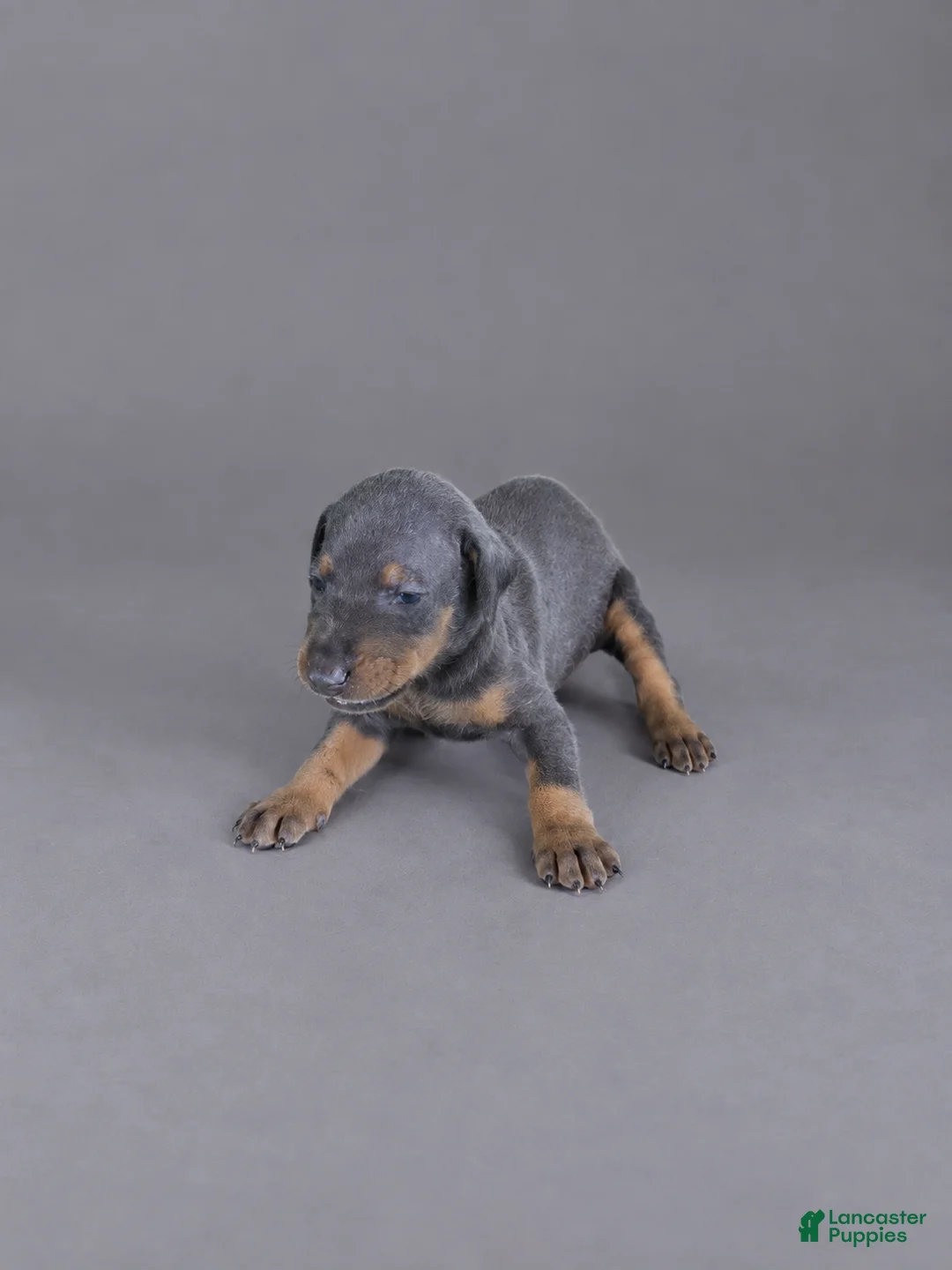 Doberman Pinscher dogs for sale: Yara - Ad 2