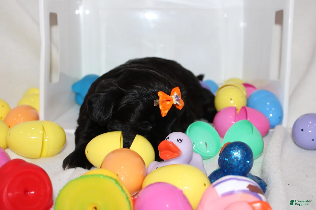 Shorkie dogs for sale: Ms luna - Ad 3