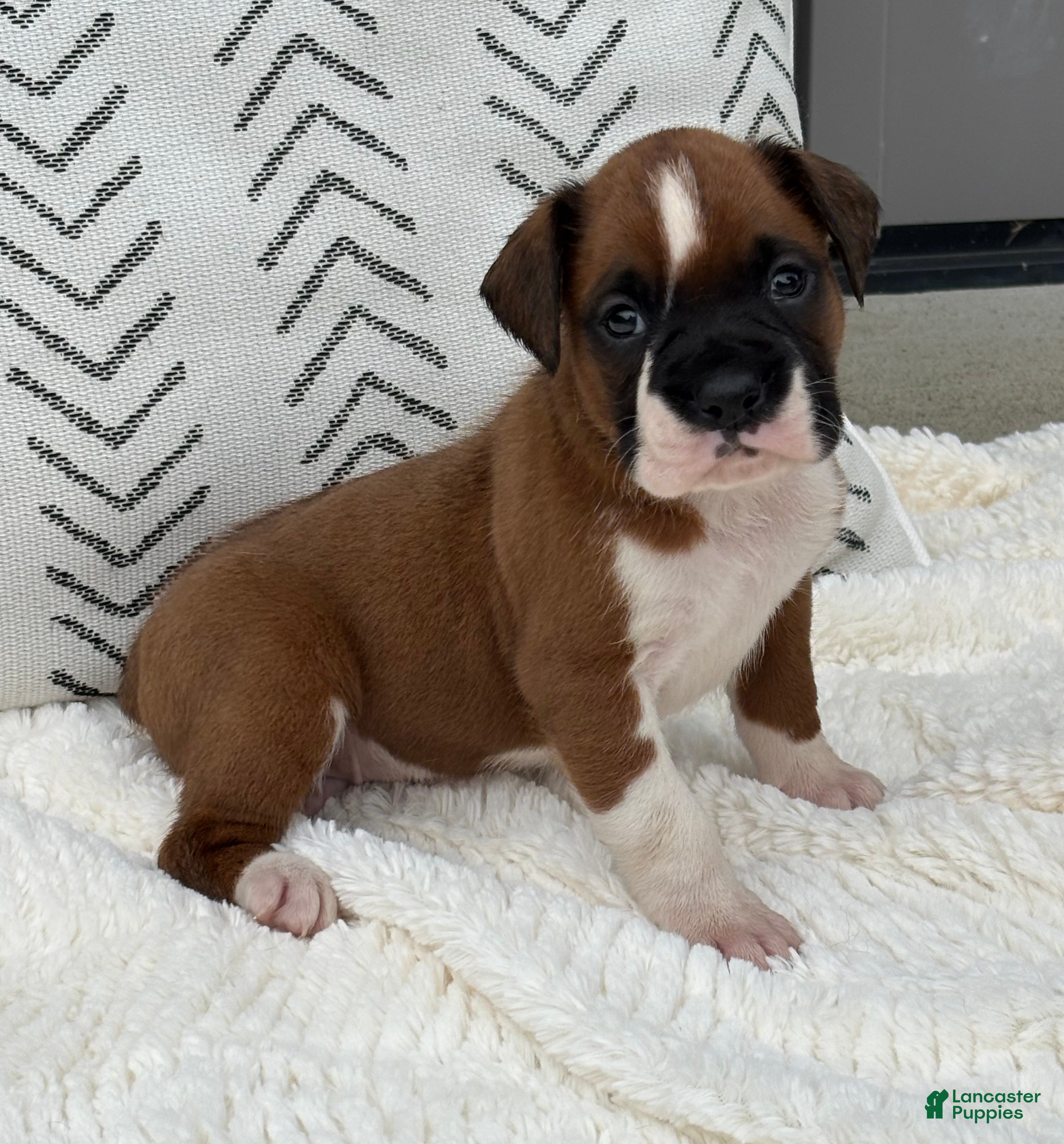 Boxer dogs Snoppy - Ad 2