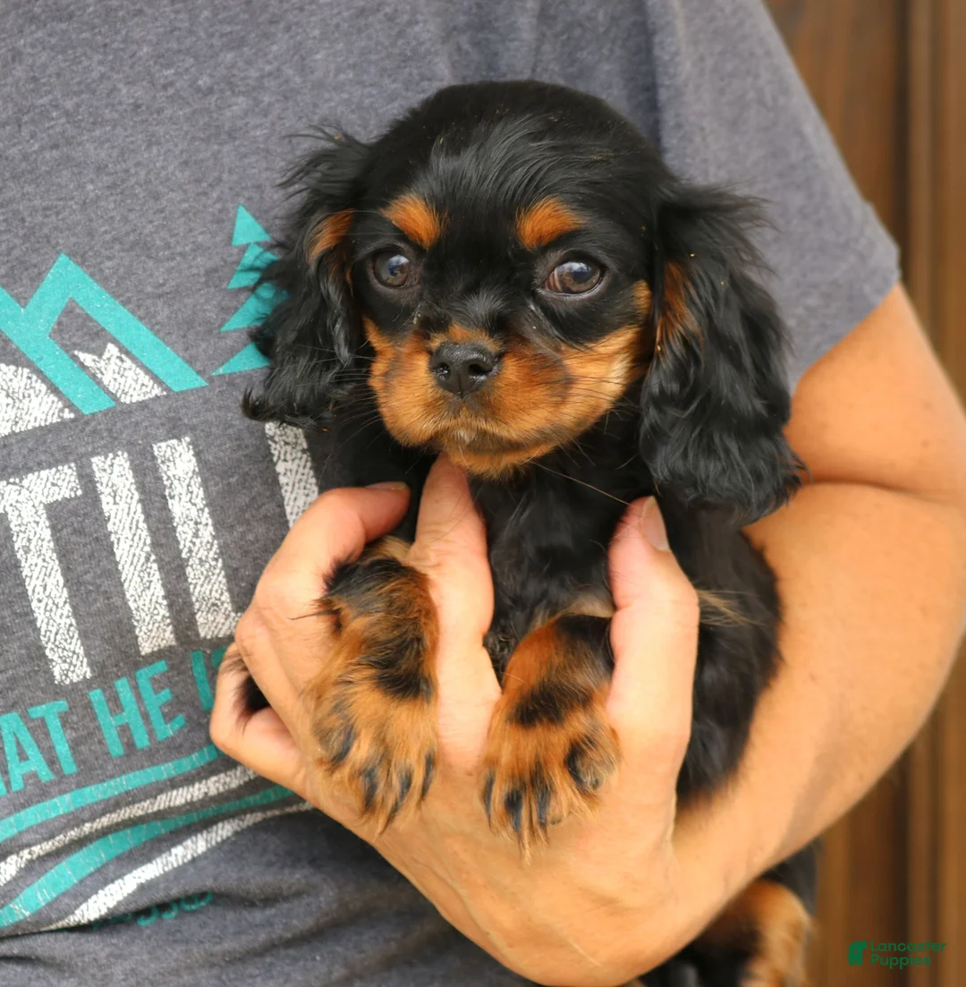 Cavapoo dogs for sale: Daisy  - Ad 4