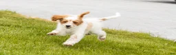 Mini Goldendoodle dogs for sale: Petunia  - Ad 10