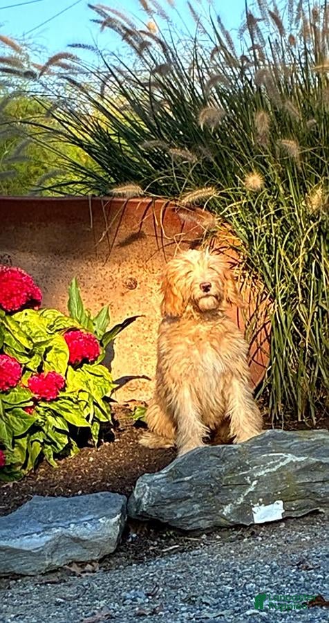 Mini Goldendoodle dogs for sale: Hanna - Ad 1