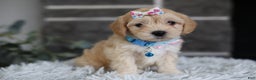 Maltipoo dogs for sale: Millie - Ad 10