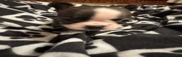 Boston Terrier dogs for sale: Sleepy-Brindle & White - Ad 4