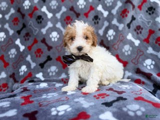 Cavapoo dogs Lincoln - Ad 17