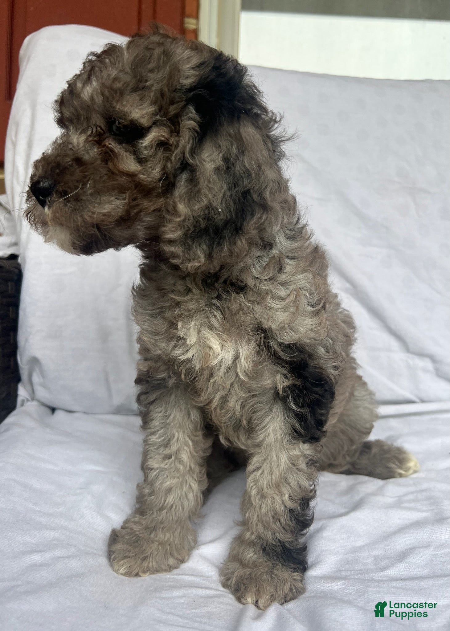Mini Goldendoodle dogs Blue - F1B mini Golden Doodle (blue merle) - Ad 1