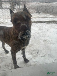 Cane Corso dogs Theodore  - Ad 38