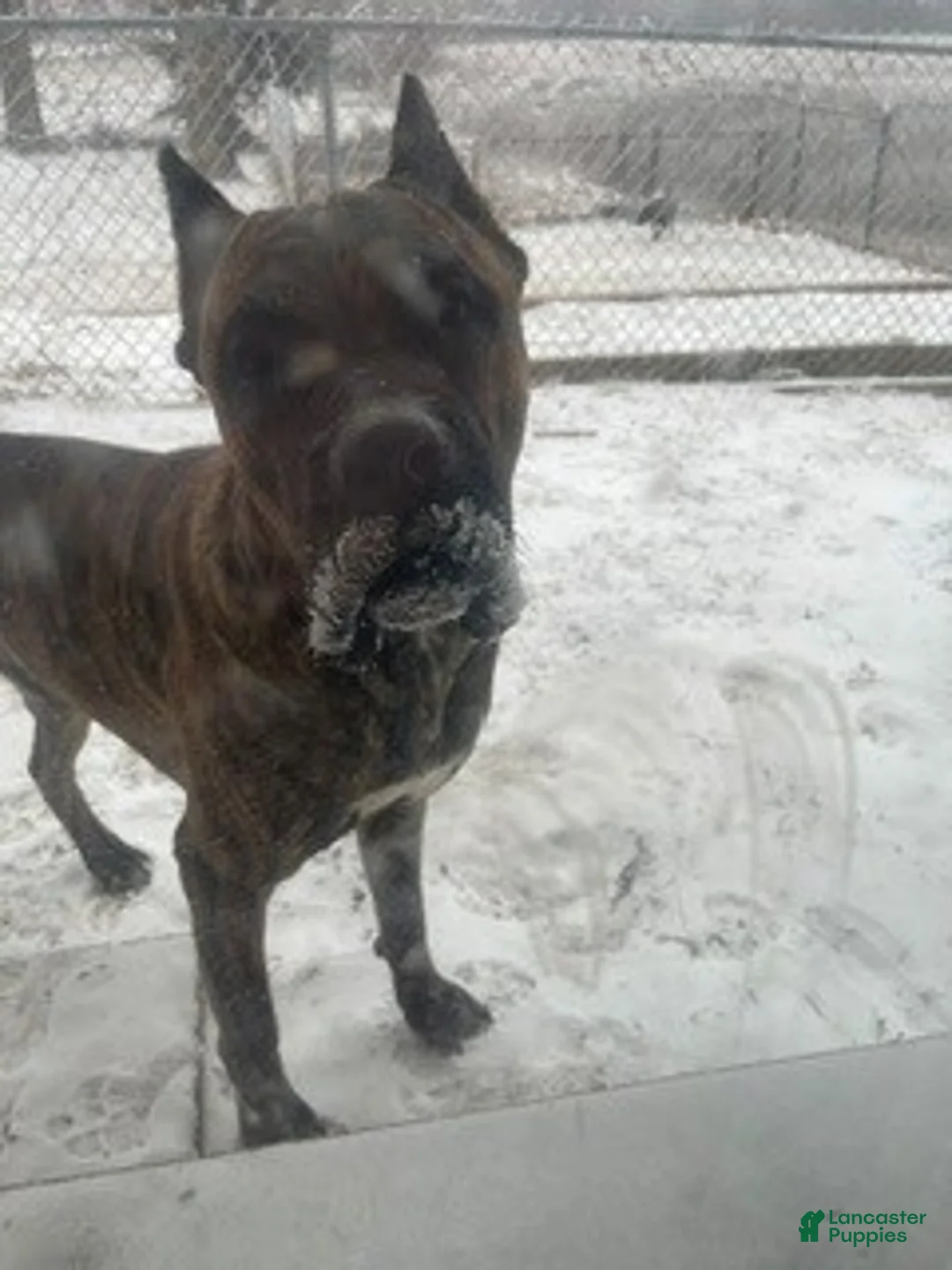 Cane Corso dogs for sale: Theodore  - Ad 1