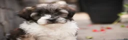 Havanese dogs for sale: Iris Havanese  - Ad 11