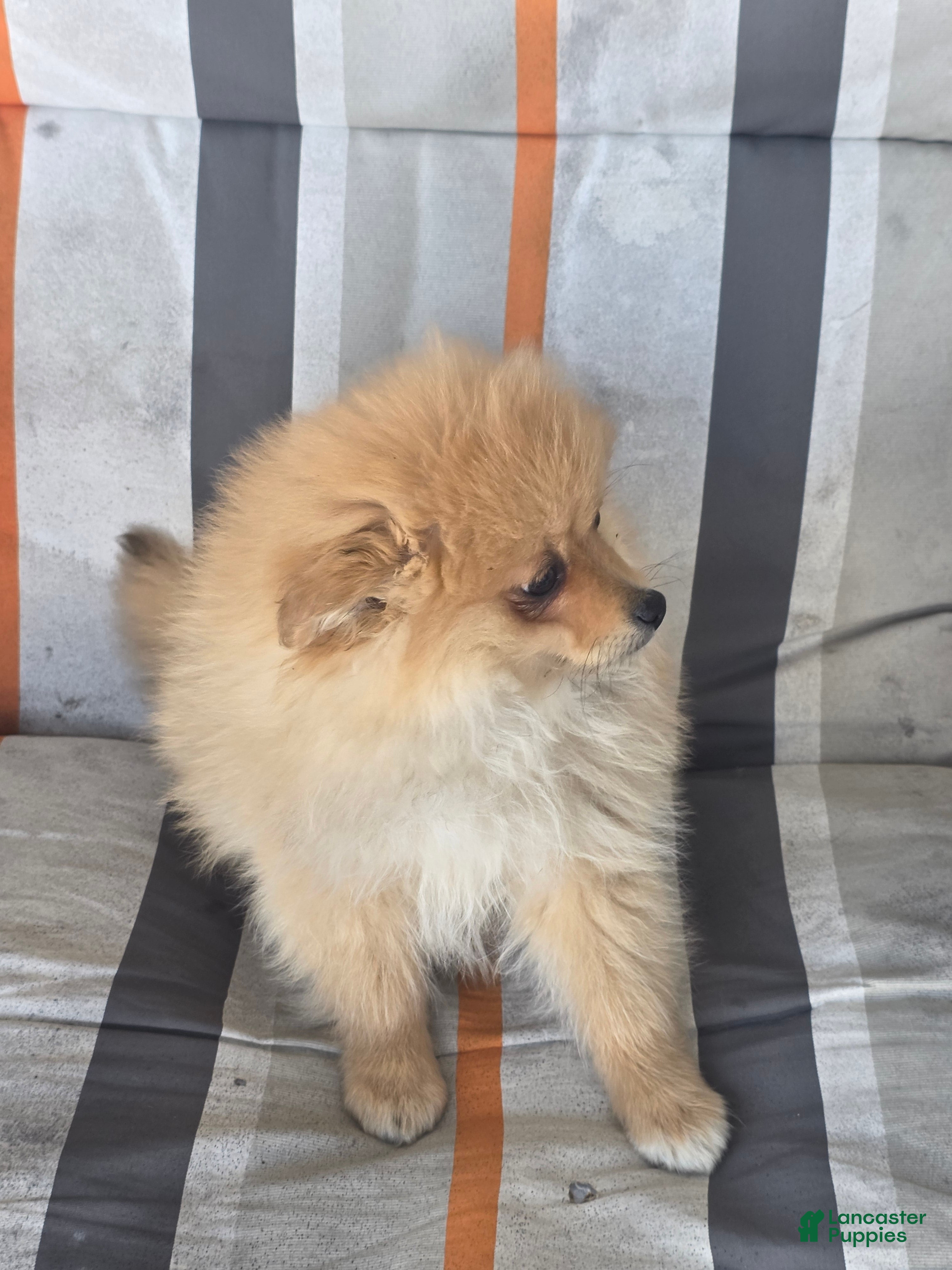 Pomeranian dogs Paul  - Ad 2