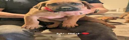 Mixed Breed dogs for sale: Mr. Red - Ad 3