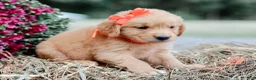 Golden Retriever dogs for sale: Alex AKC Golden Retriever Pup - Ad 5