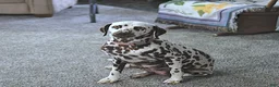 Dalmatian dogs for sale: Cinderella - Ad 6