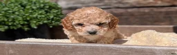 Cockapoo dogs for sale: Lance - Ad 4