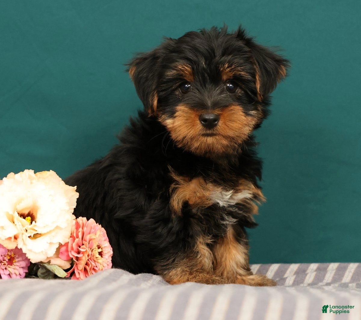 Yorkshire Terrier dogs Robin - Ad 1
