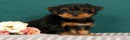 Yorkshire Terrier dogs for sale: Robin - Ad 1