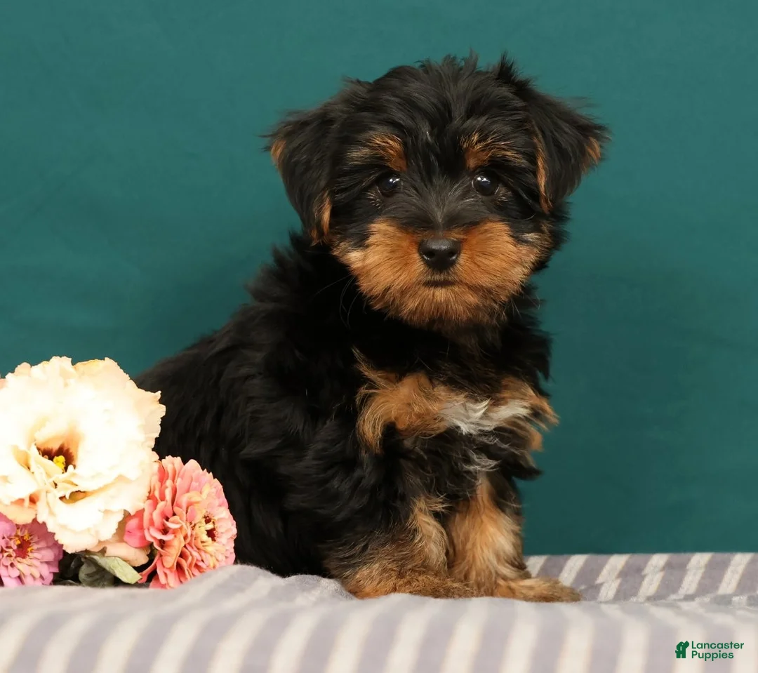 Yorkshire Terrier dogs for sale: Robin - Ad 1