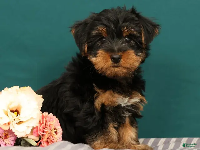 Yorkshire Terrier dogs for sale: Robin - Ad 1