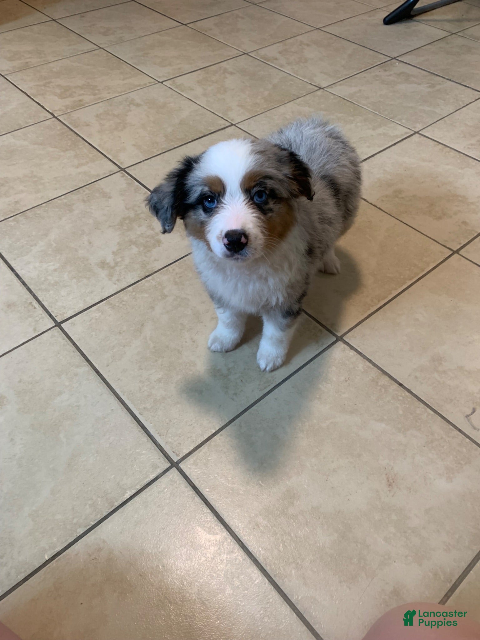 Miniature Australian Shepherd dogs Miniature Australian Shepherd 2 - Ad 21