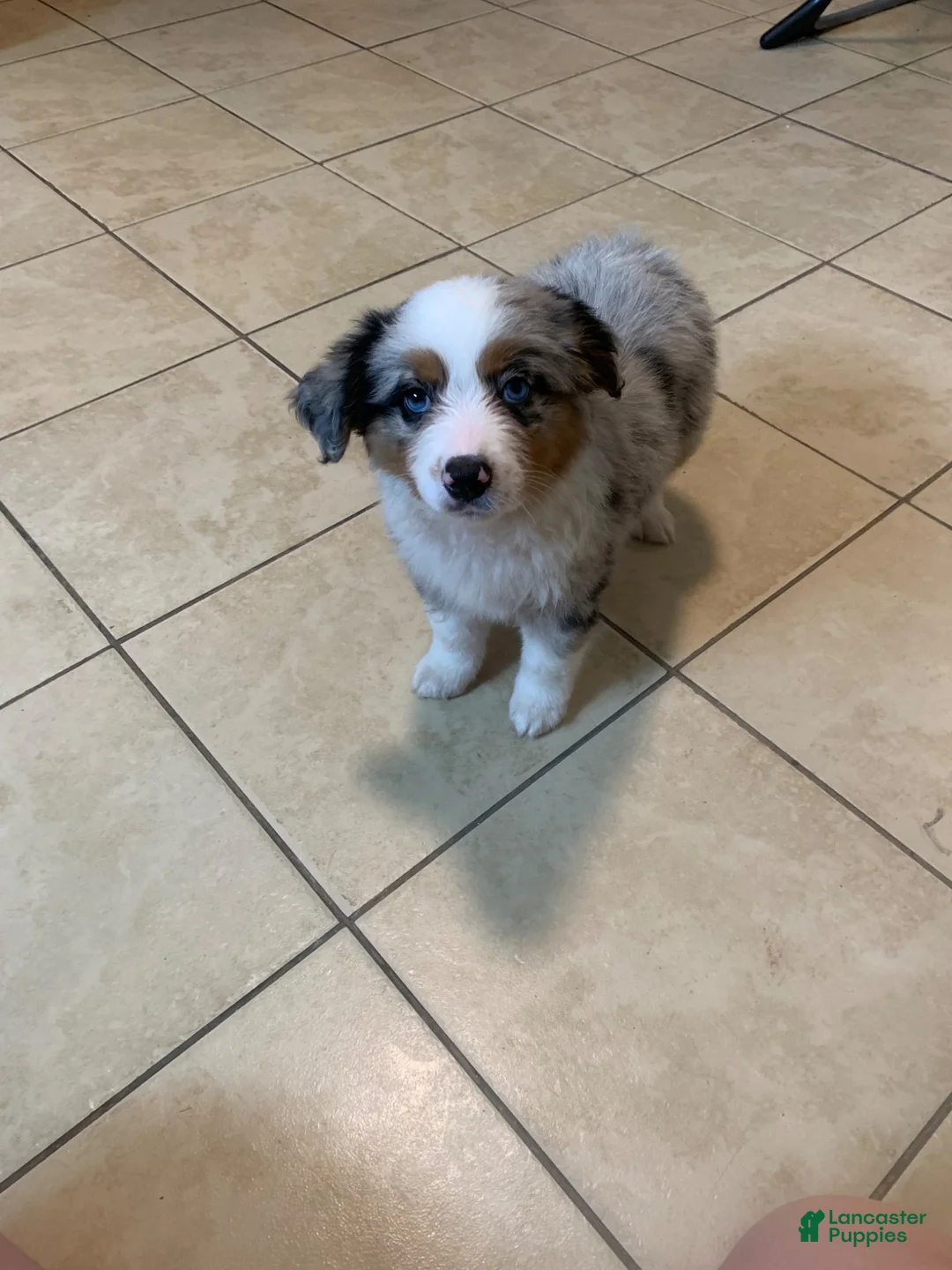 Miniature Australian Shepherd dogs for sale: Miniature Australian Shepherd 2 - Ad 1