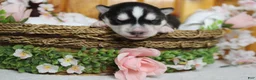Siberian Husky dogs for sale: Koda  - Ad 1