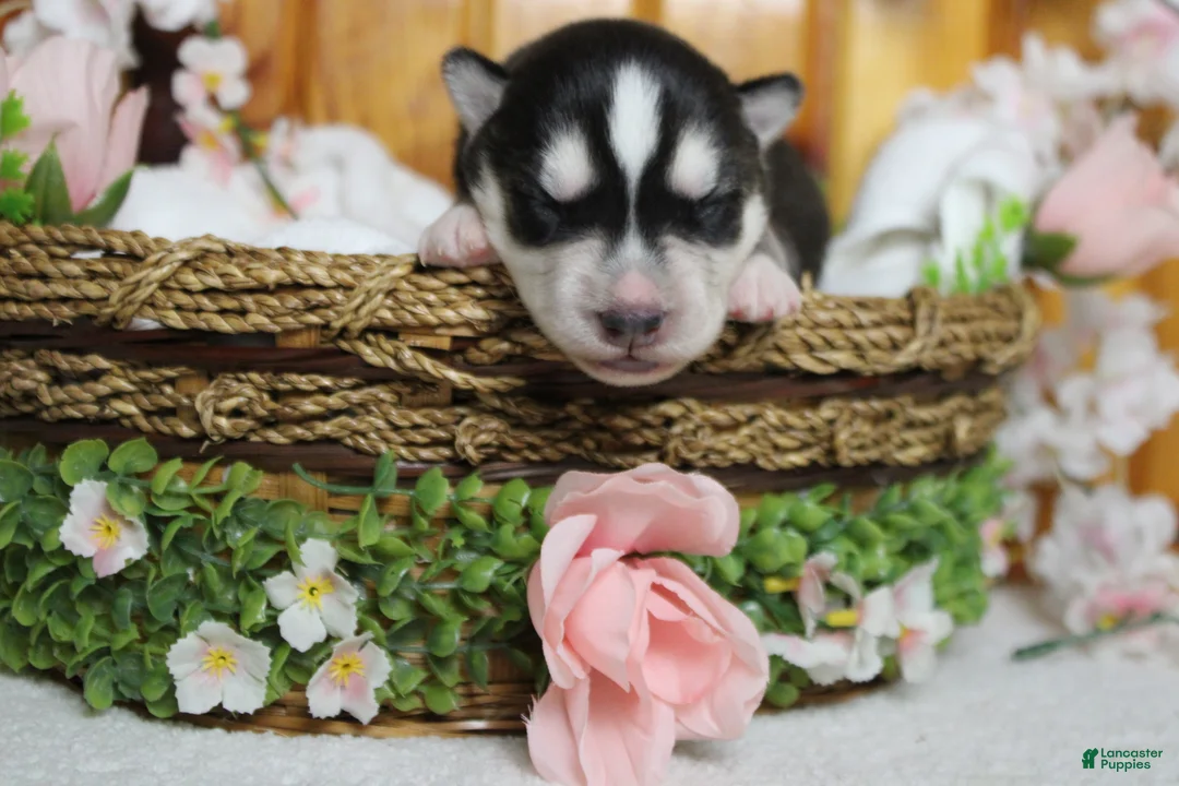 Siberian Husky dogs for sale: Koda  - Ad 1
