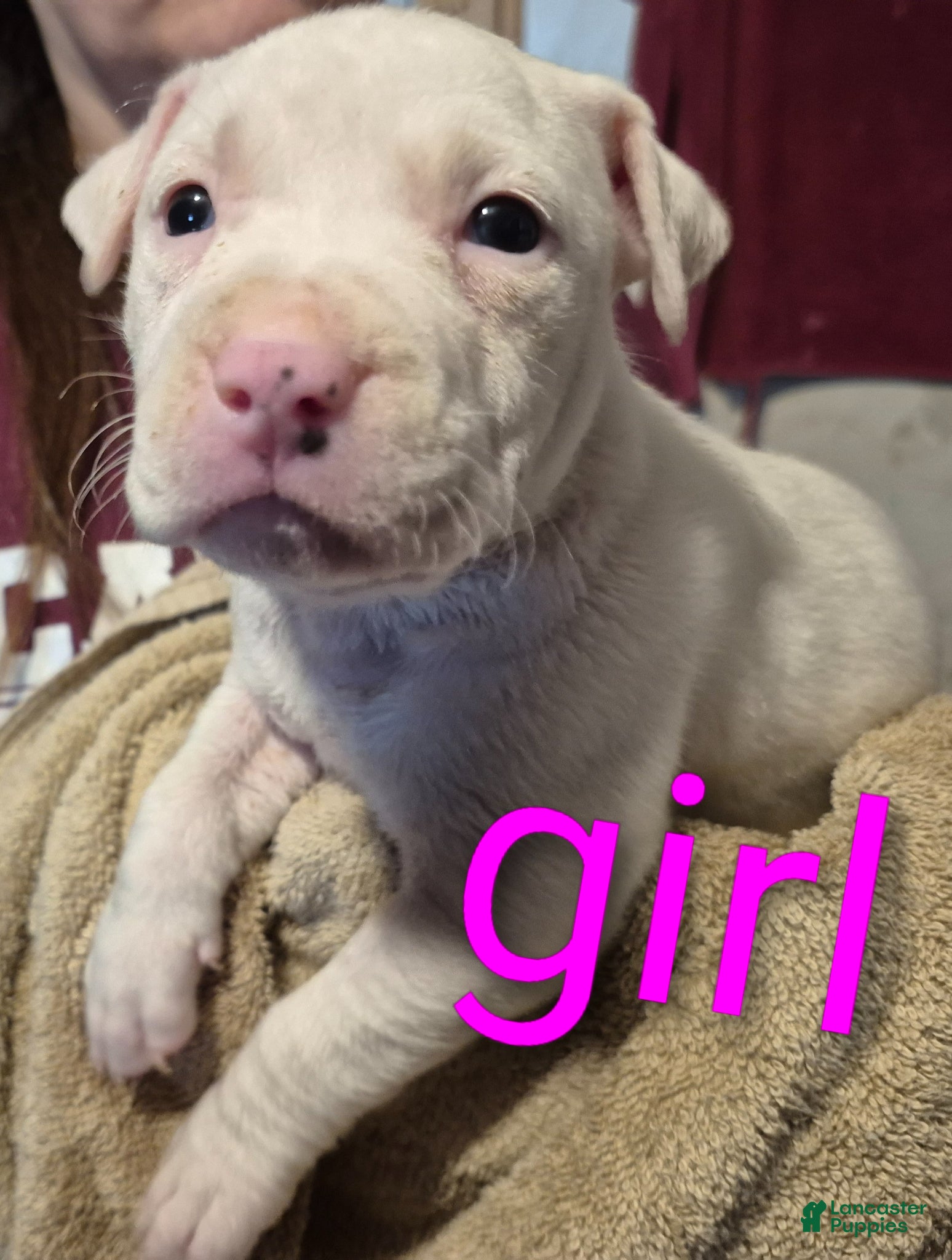 American Pit Bull Terrier dogs American Pit Bull Terrier Puppy 4 - Ad 3