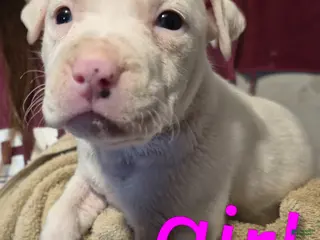 American Pit Bull Terrier dogs American Pit Bull Terrier Puppy 4 - Ad 29