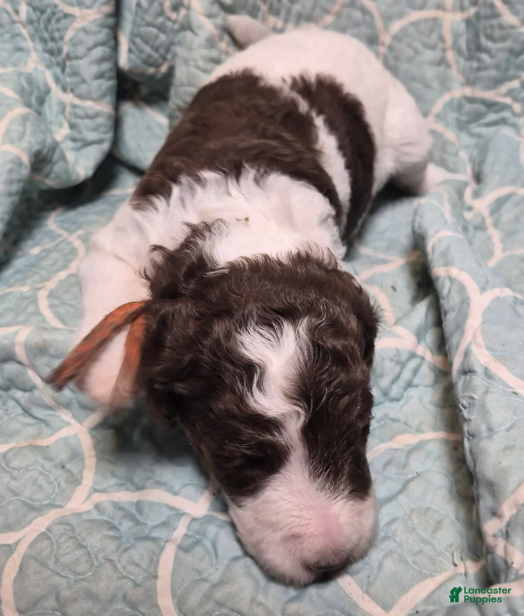 Labradoodle dogs for sale: Jewelweed *REDUCED* - Ad 2