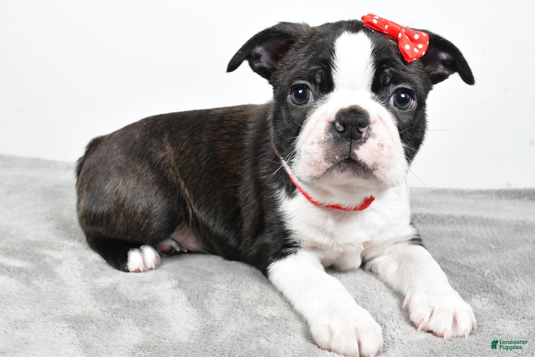 Mixed Breed dogs for sale: Snickers - Ad 5