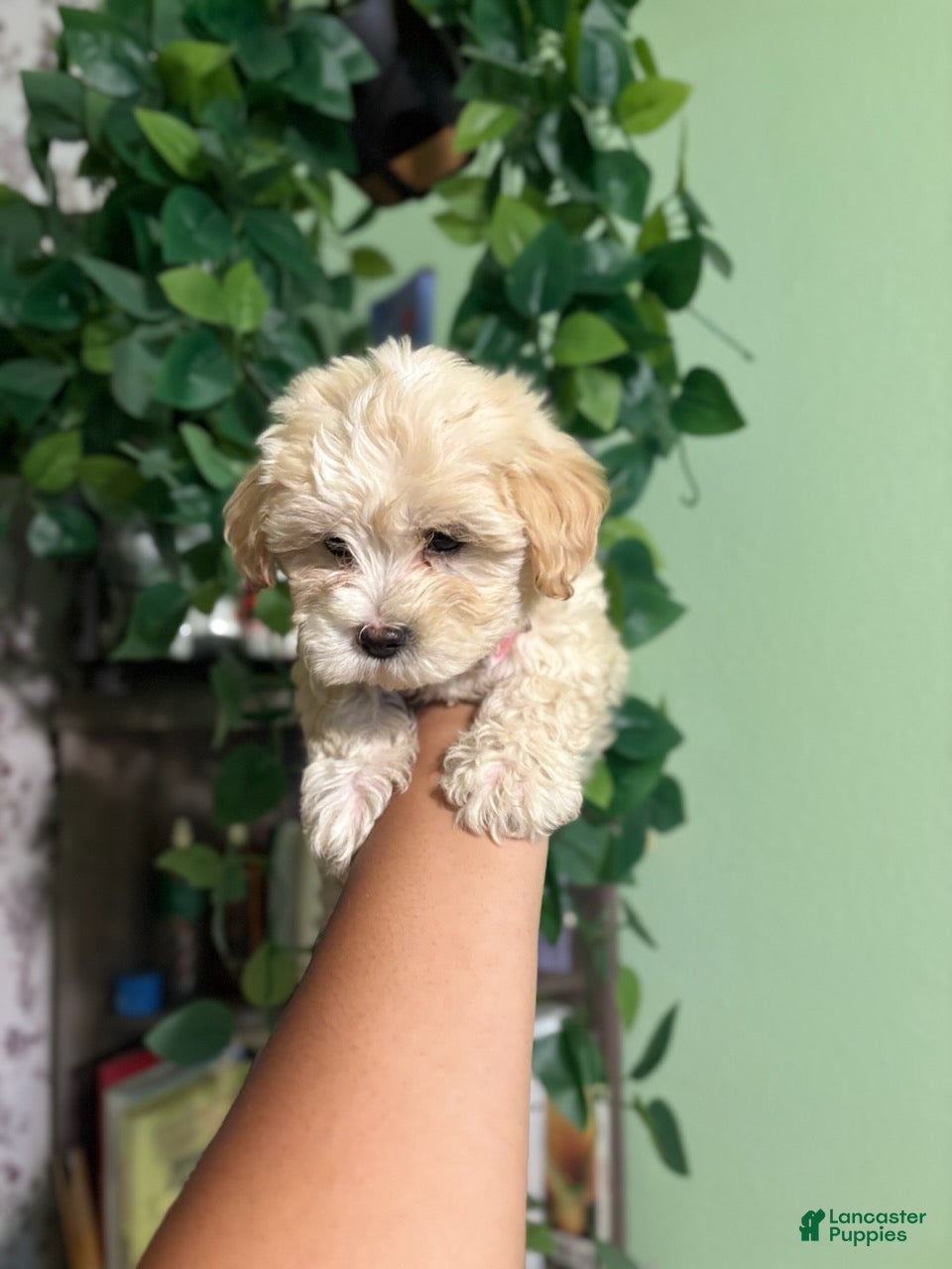Maltipoo dogs Locus - Ad 2