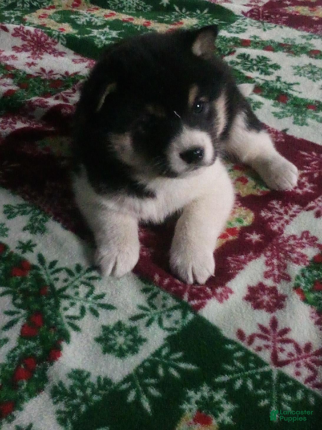 Shiba Inu dogs Junior - Ad 40