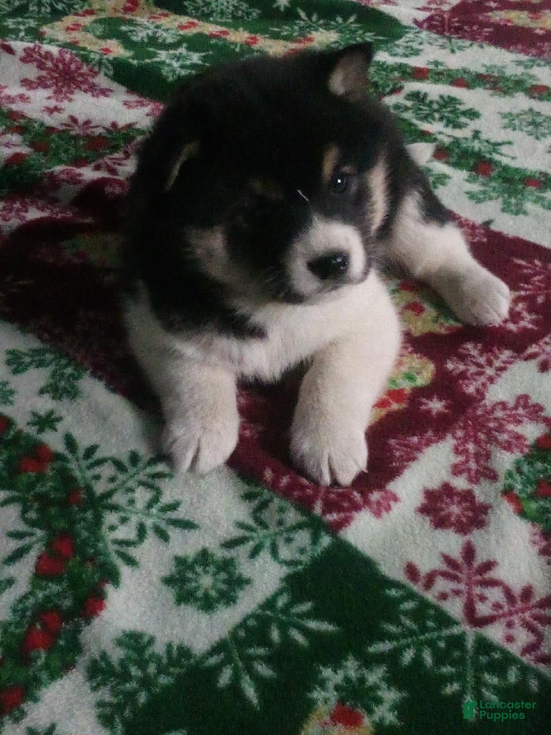 Shiba Inu dogs for sale: Junior - Ad 1