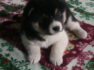 Shiba Inu dogs Junior - Ad 37