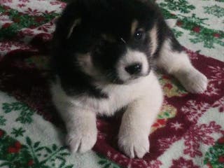 Shiba Inu dogs Junior - Ad 34