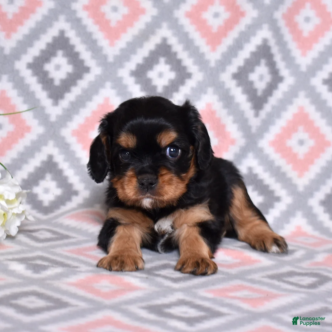 Cavalier King Charles Spaniel dogs for sale: Bear - Ad 6