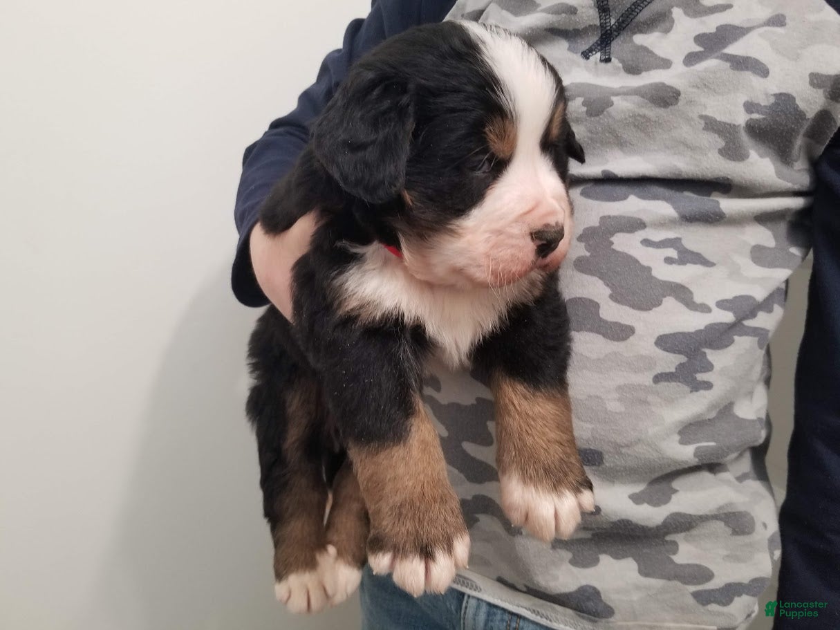 Bernese Mountain Dog dogs Bernese Mountain Dog Puppy 2 - Ad 2