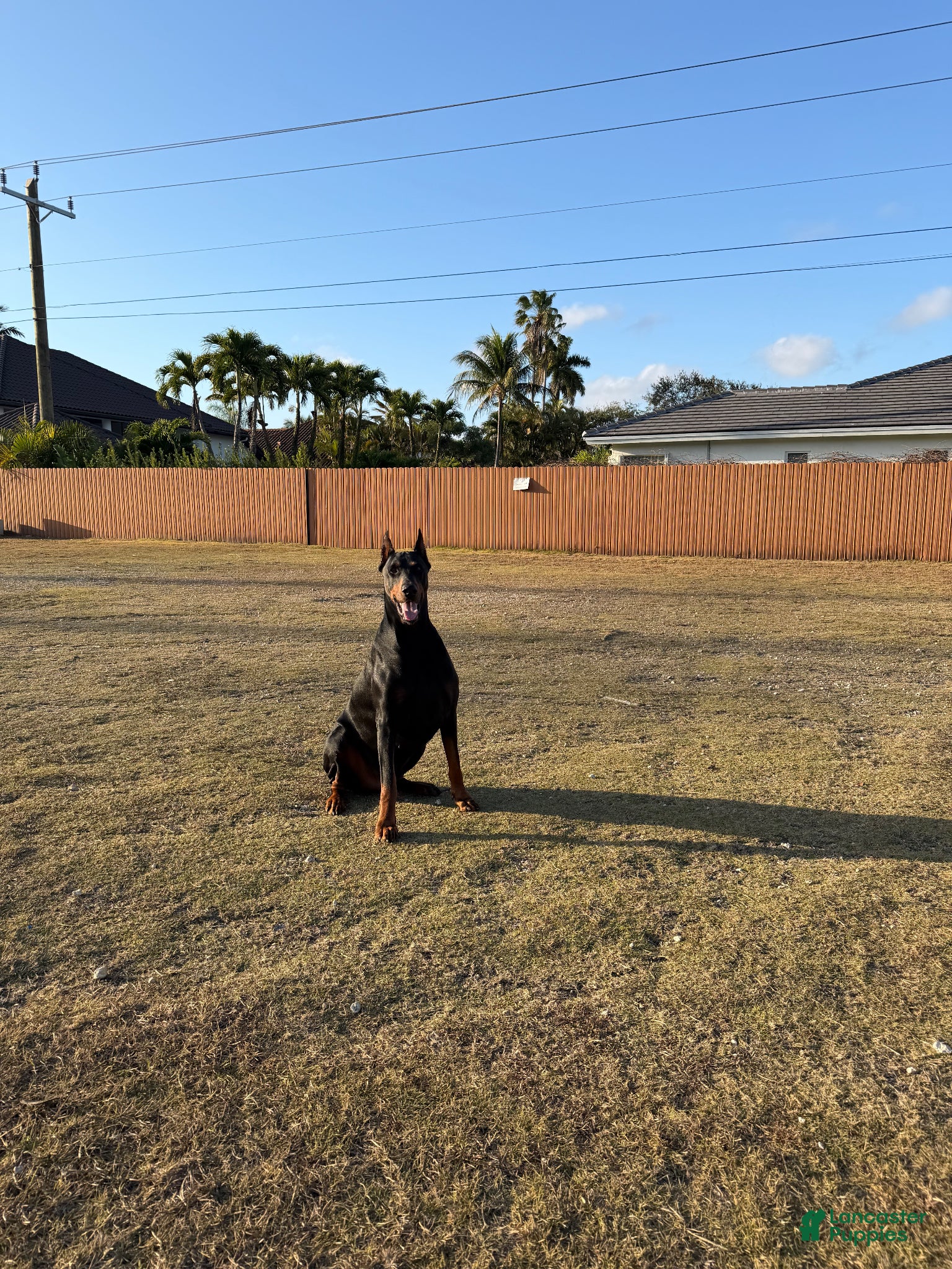 Doberman Pinscher dogs for stud: Doberman studs European  - Ad 2