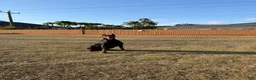 Doberman Pinscher dogs for stud: Doberman studs European  - Ad 1