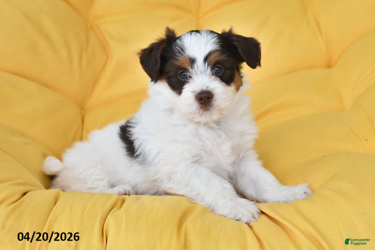 Mixed Breed dogs Dandelion - Ad 1