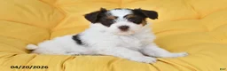 Mixed Breed dogs for sale: Dandelion - Ad 1