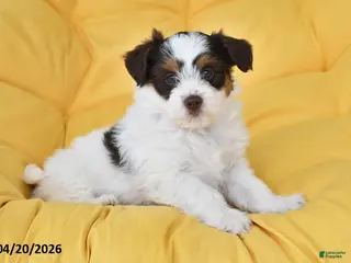 Mixed Breed dogs for sale: Dandelion - Ad 1