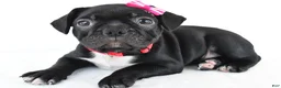 Frenchton dogs for sale: Dolly - Ad 6