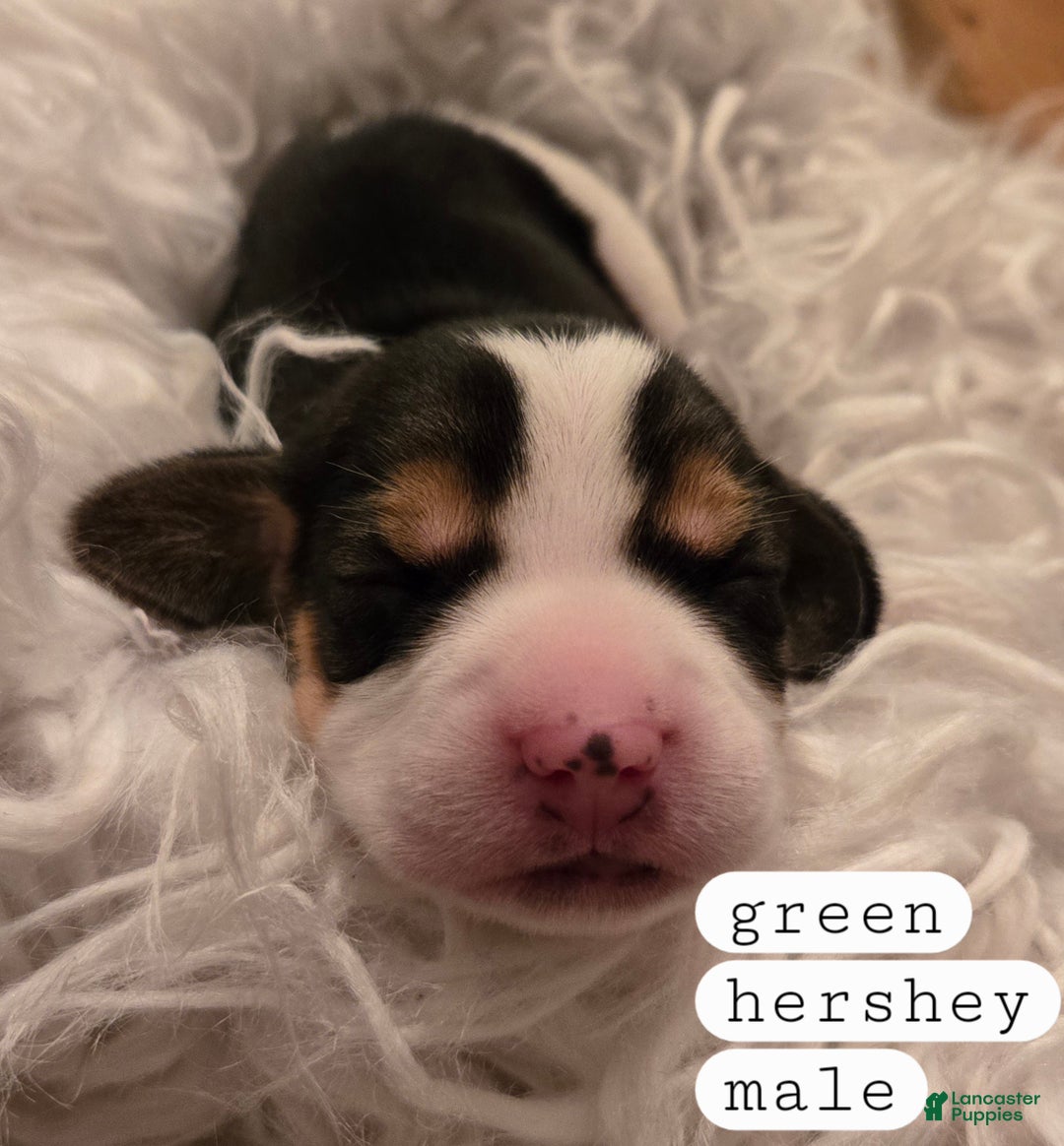 Beagle dogs for sale: Hershey/green - Ad 7