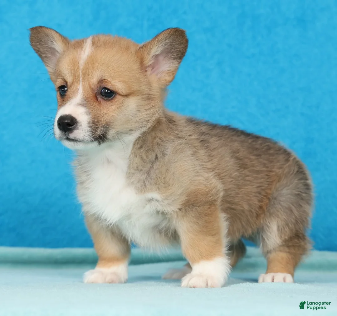 Welsh Corgi Pembroke dogs for sale: Sarah - Ad 2