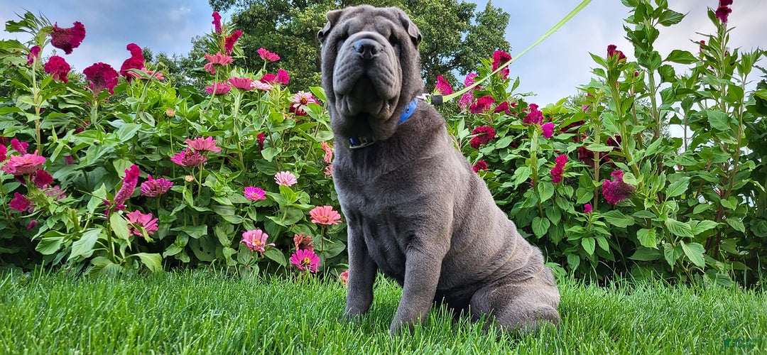 Mini Hippo dogs for sale: Buttercup - Ad 5